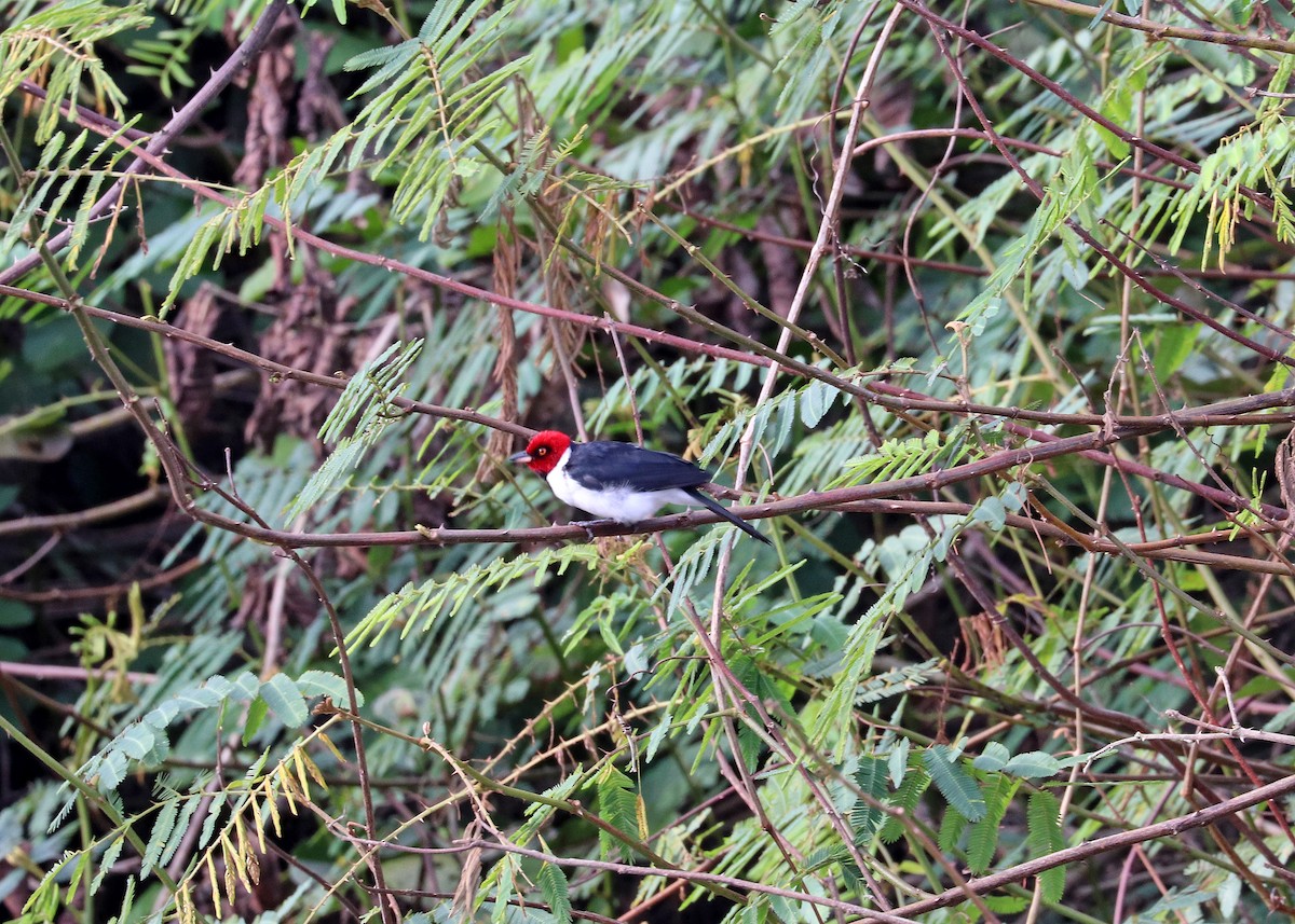 紅頂唐納雀 - ML644571178