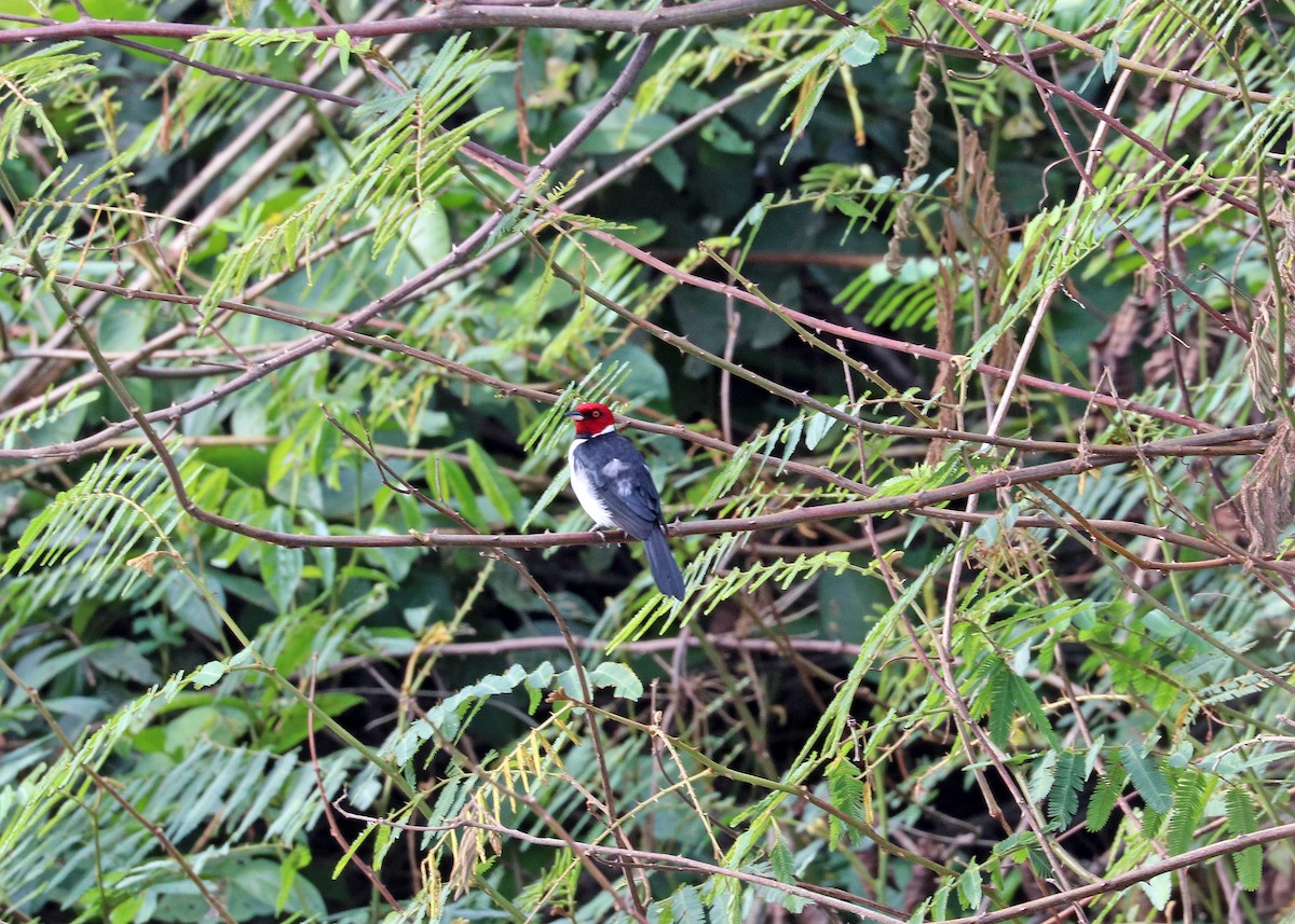 紅頂唐納雀 - ML644571180