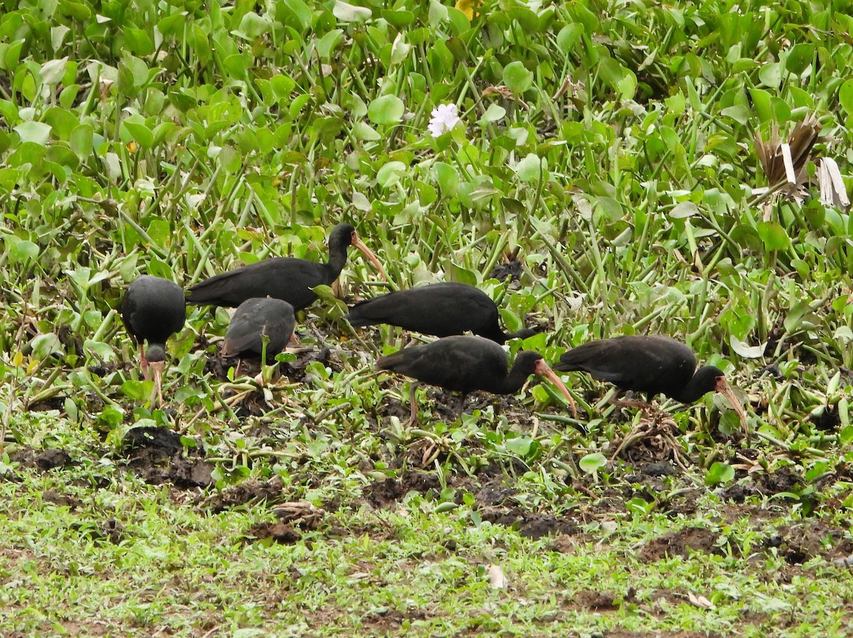 Bare-faced Ibis - ML644571181