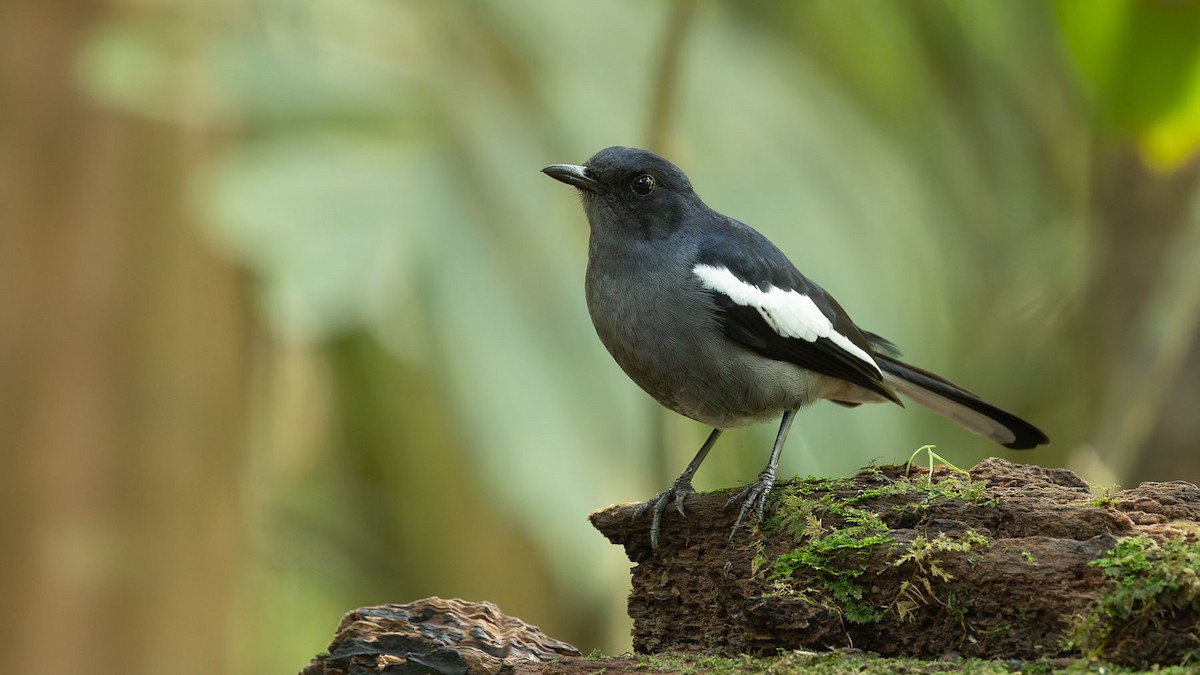 鵲鴝(amoenus群) - ML644571184