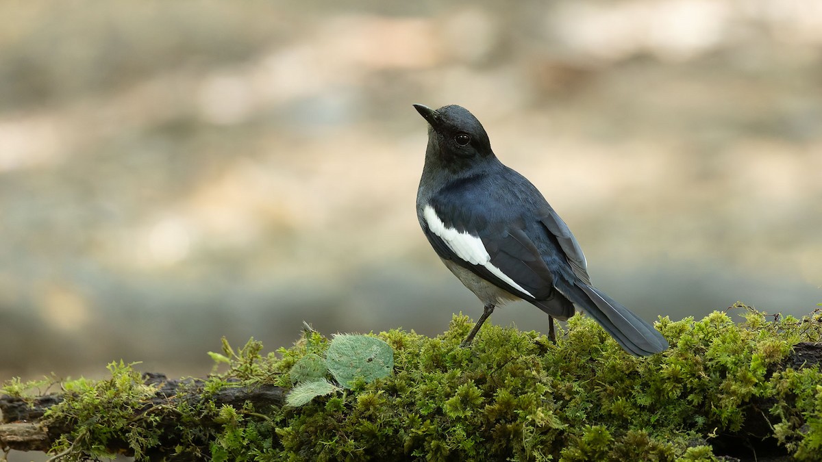 鵲鴝(amoenus群) - ML644571187