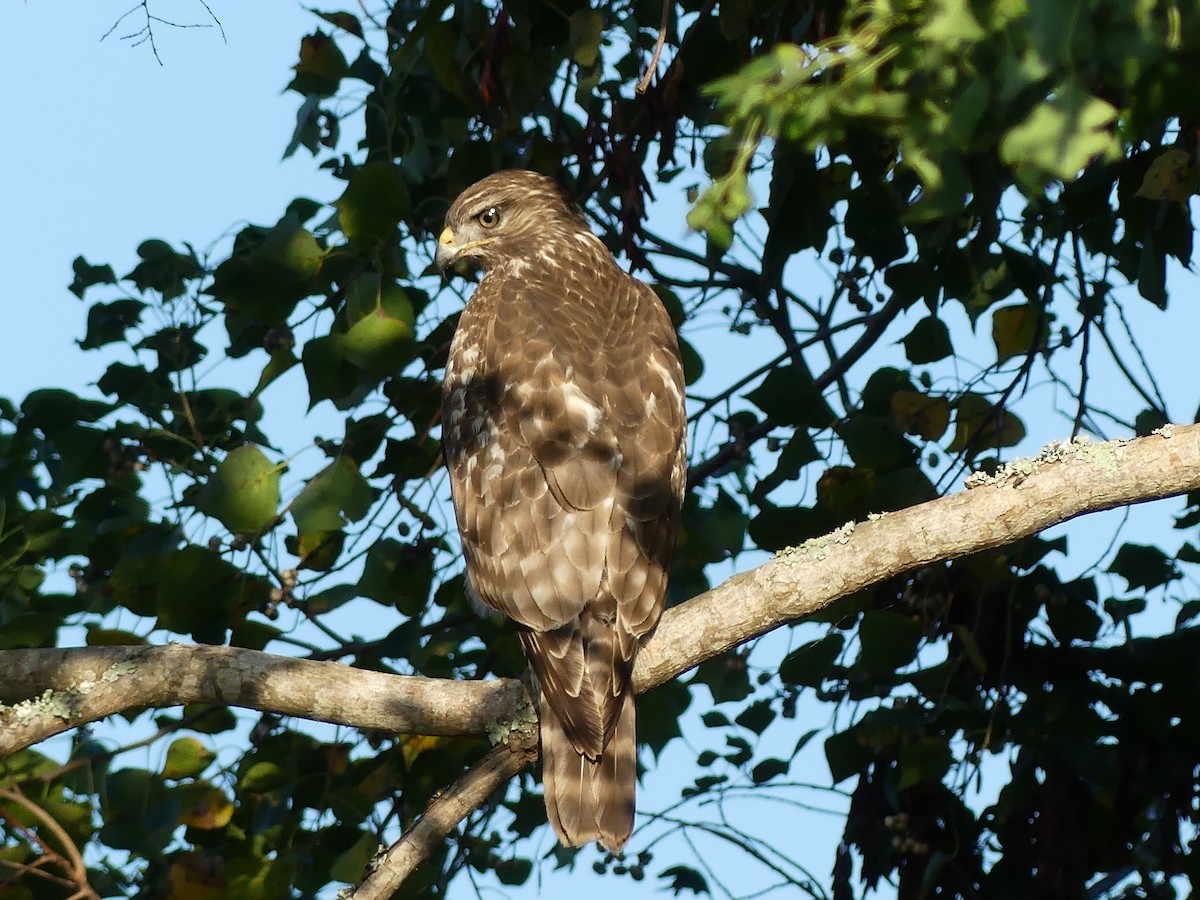 Red-shouldered Hawk - ML644571189