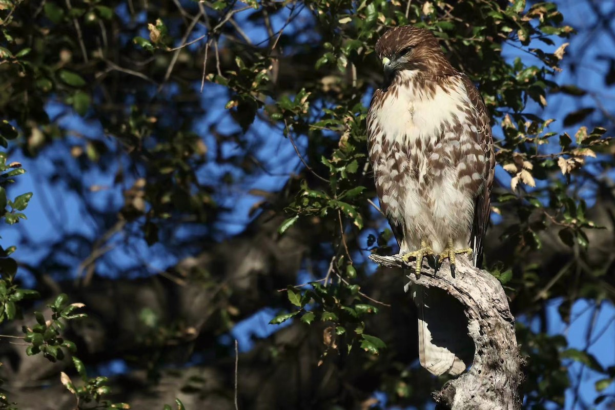 Red-tailed Hawk - ML644571191