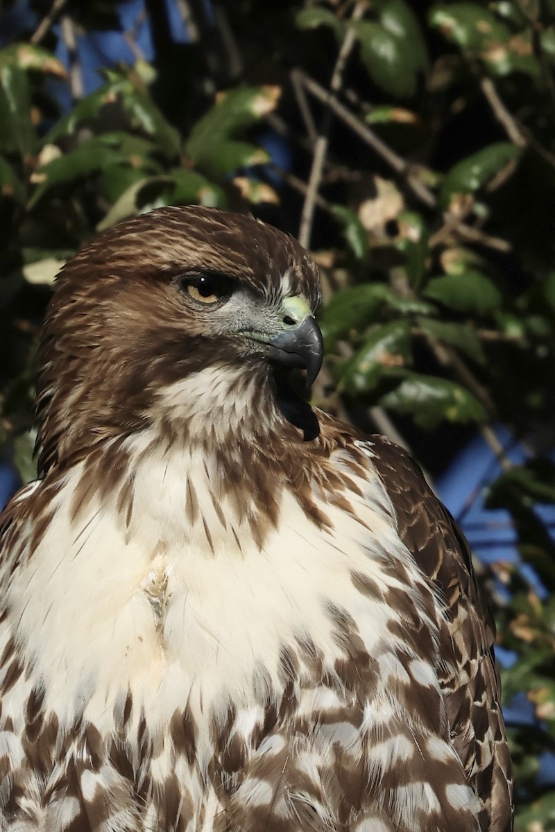 Red-tailed Hawk - ML644571192