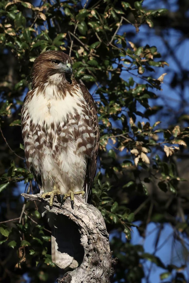 Red-tailed Hawk - ML644571193