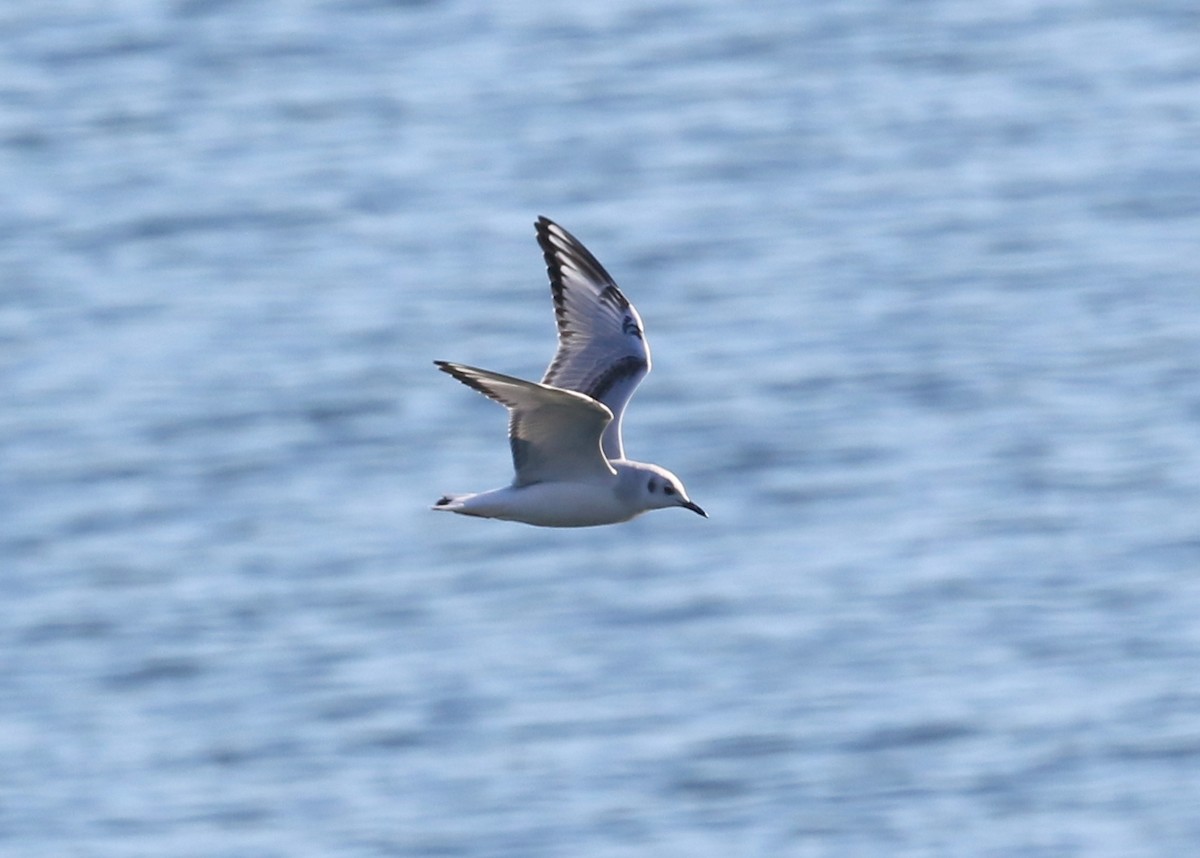 Bonaparte's Gull - ML644571194