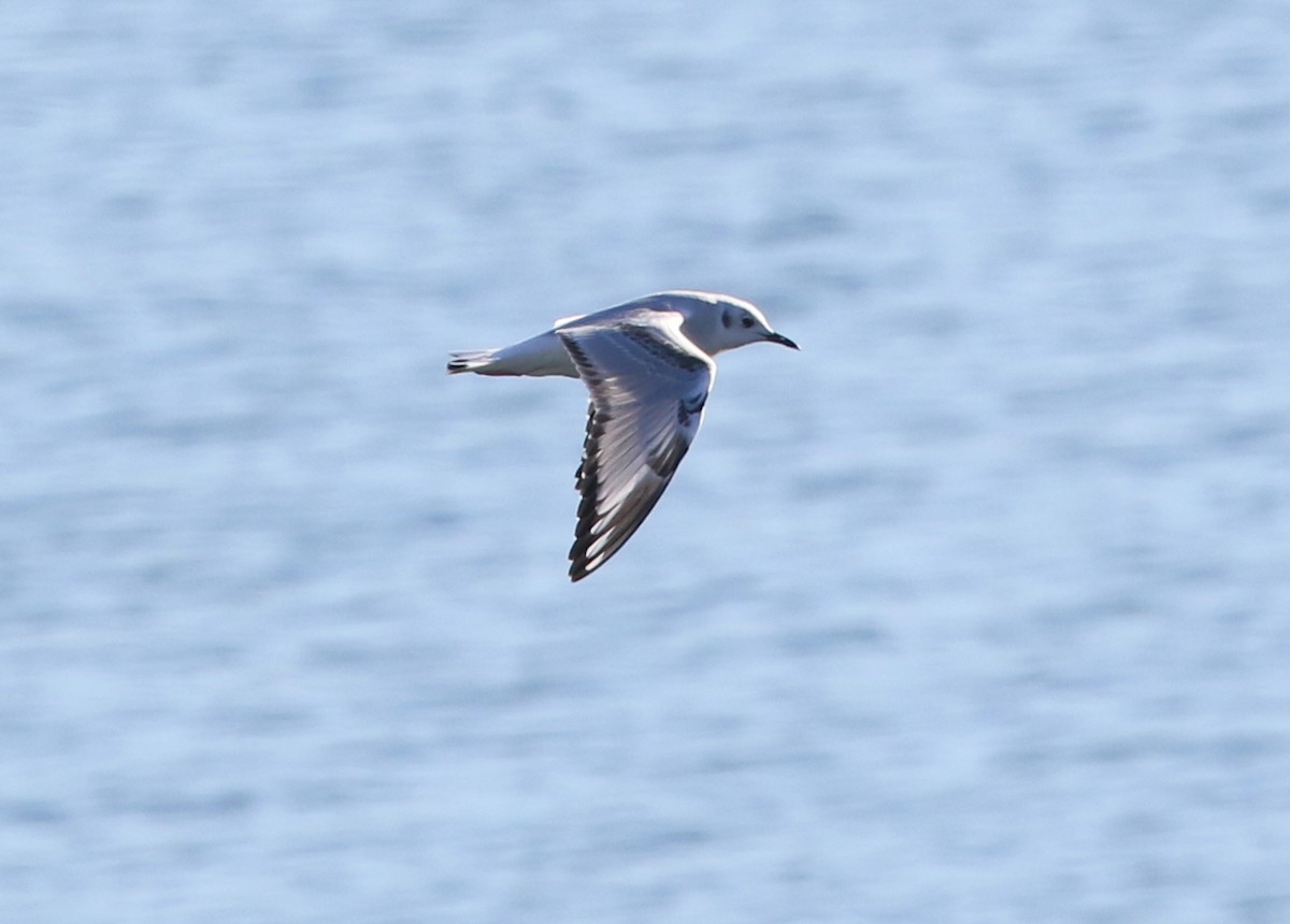 Bonaparte's Gull - ML644571195
