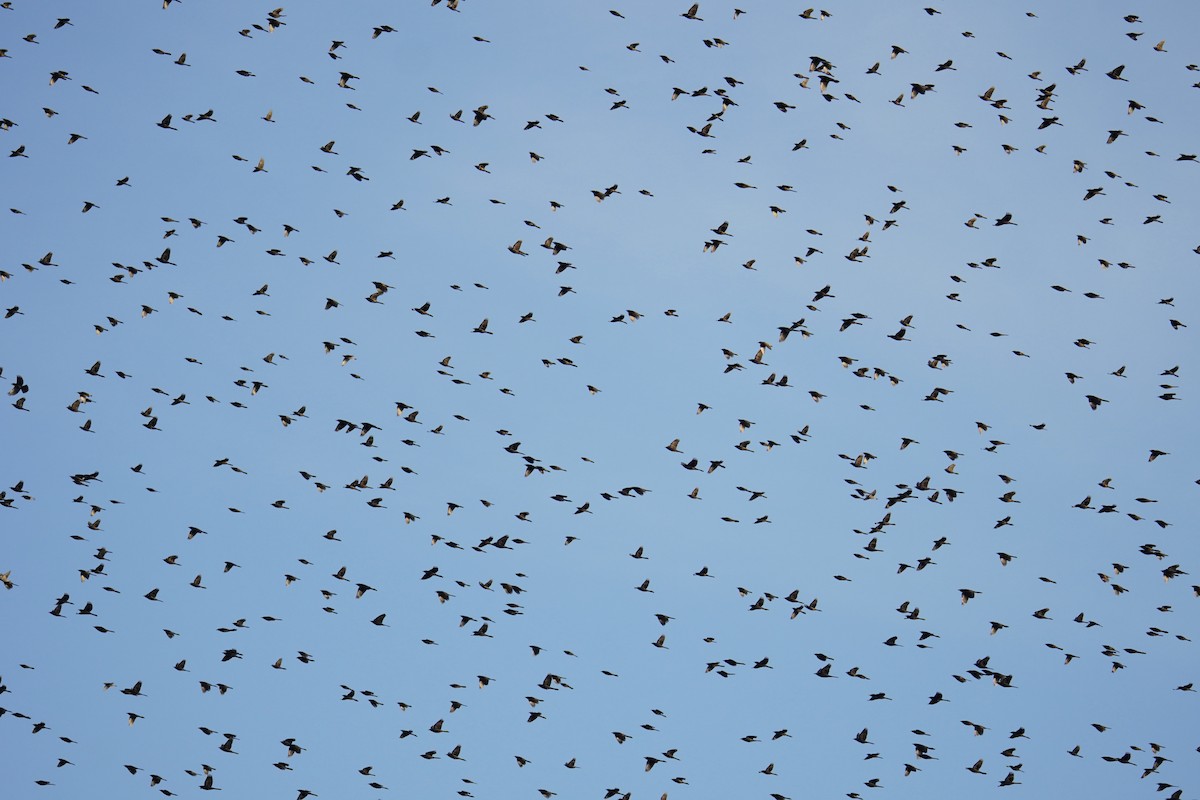 Quiscale bronzé - ML644571196