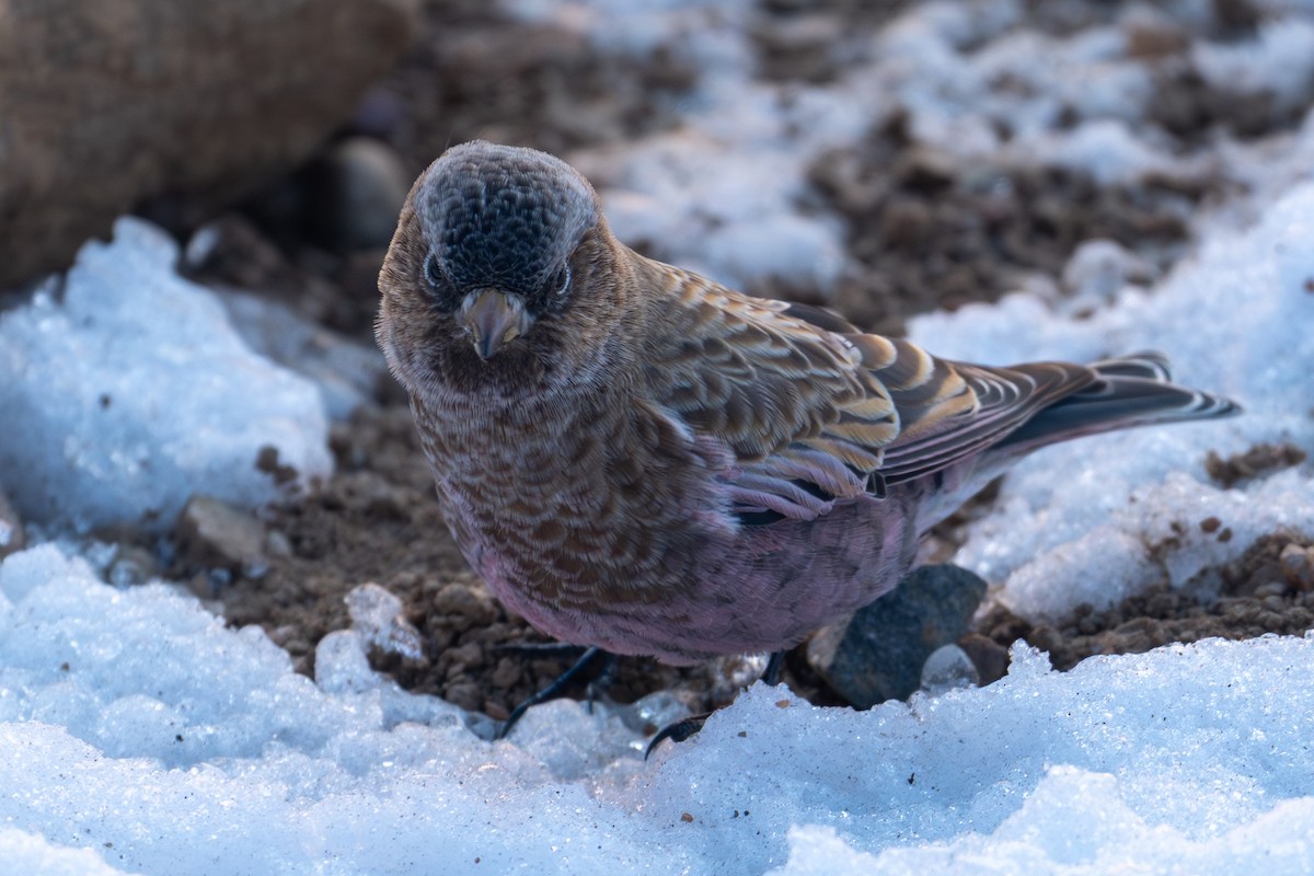 Brown-capped Rosy-Finch - ML644571197