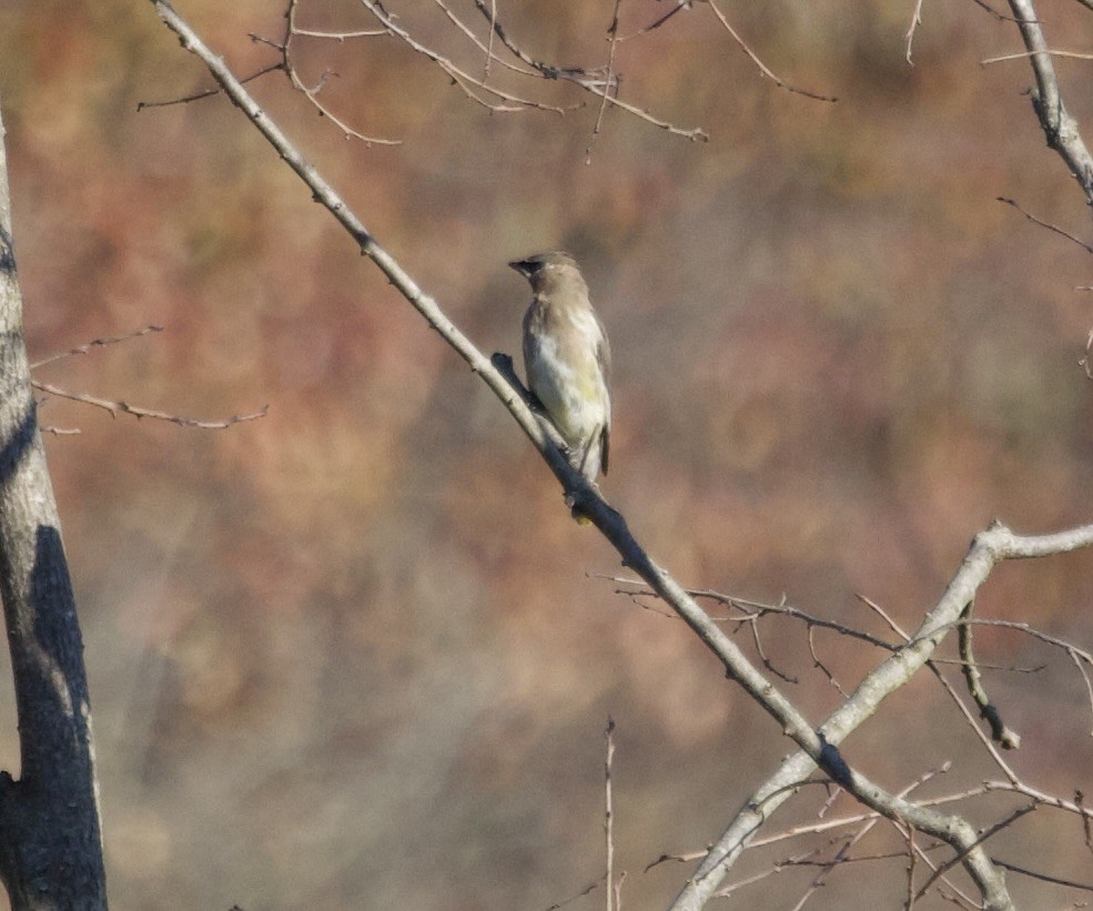 Cedar Waxwing - ML644571200