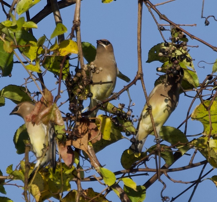 Cedar Waxwing - ML644571201