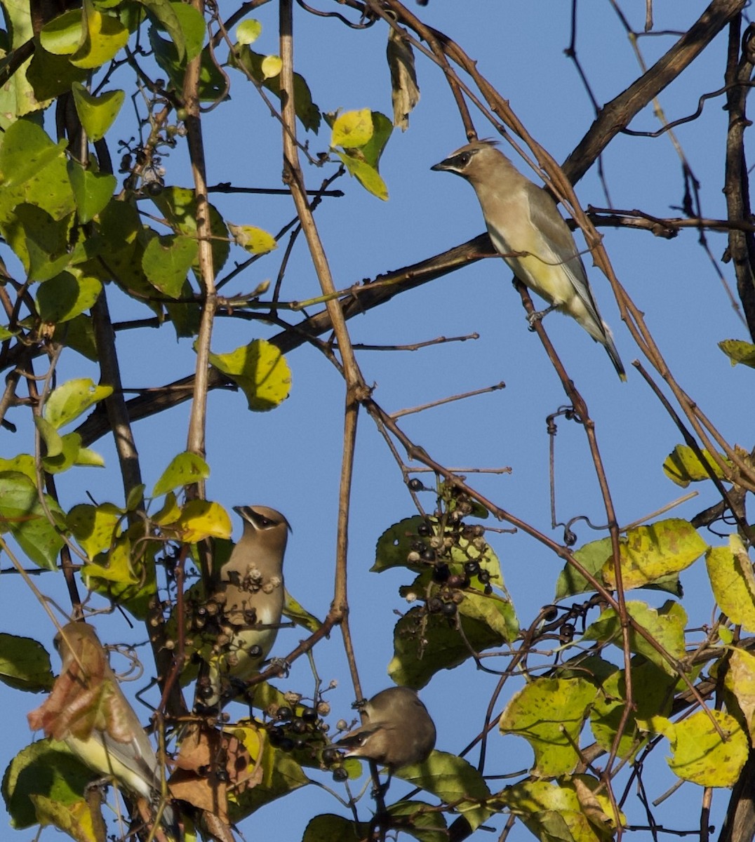 Cedar Waxwing - ML644571202