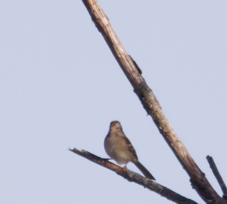 Field Sparrow - ML644571204