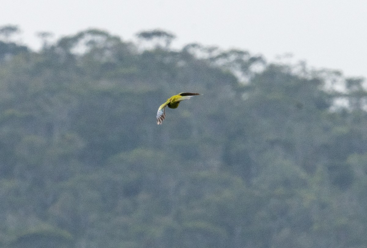 New Caledonian Parakeet - ML644571206