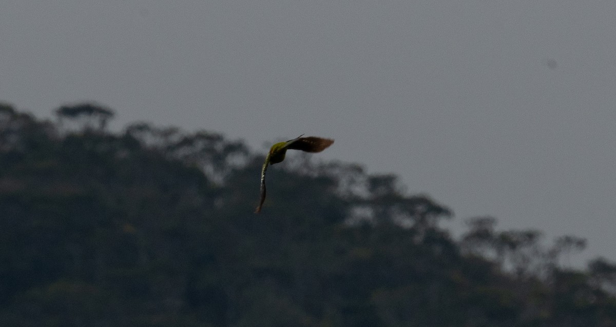 New Caledonian Parakeet - ML644571207