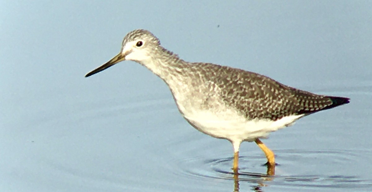 Greater Yellowlegs - ML644571208