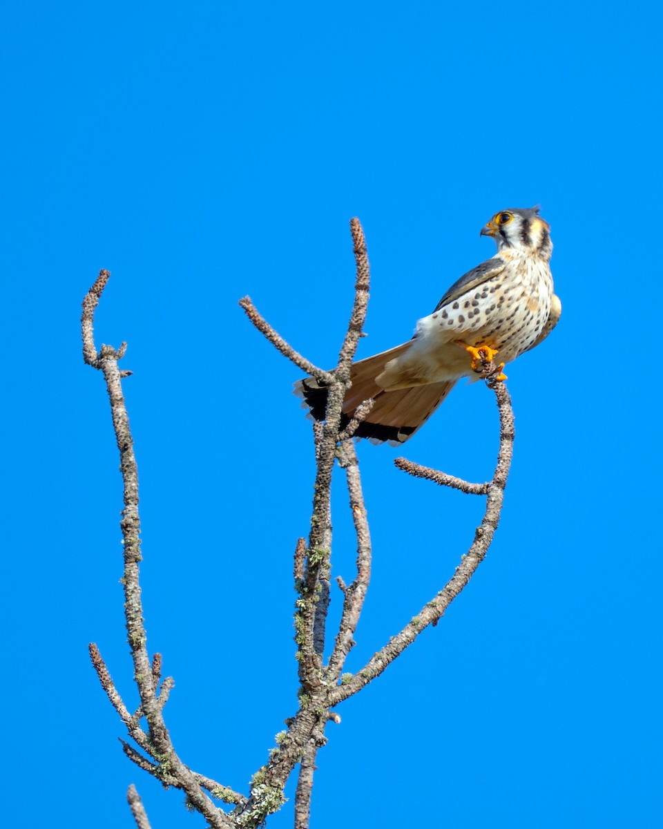 American Kestrel - ML644571209