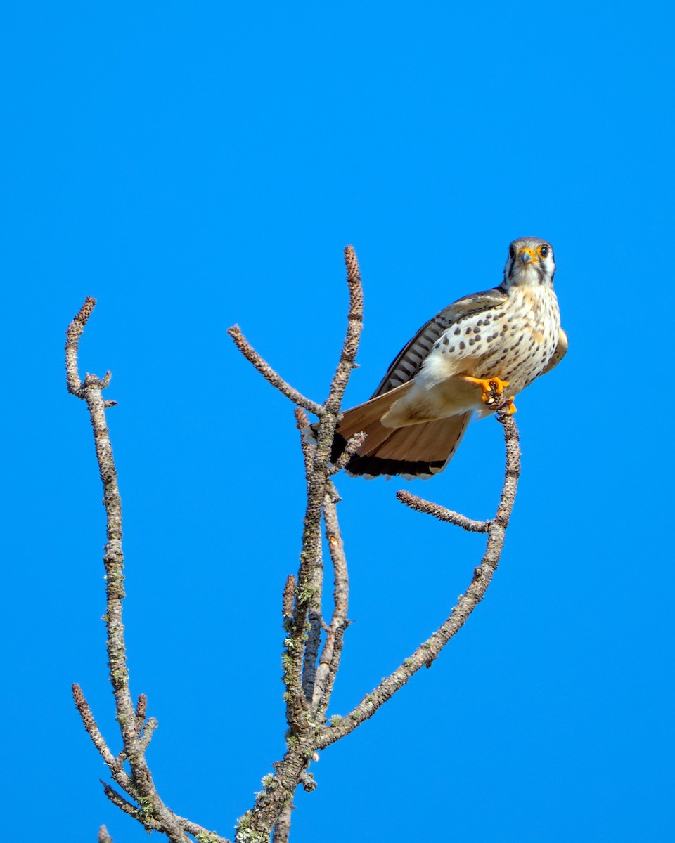 American Kestrel - ML644571210