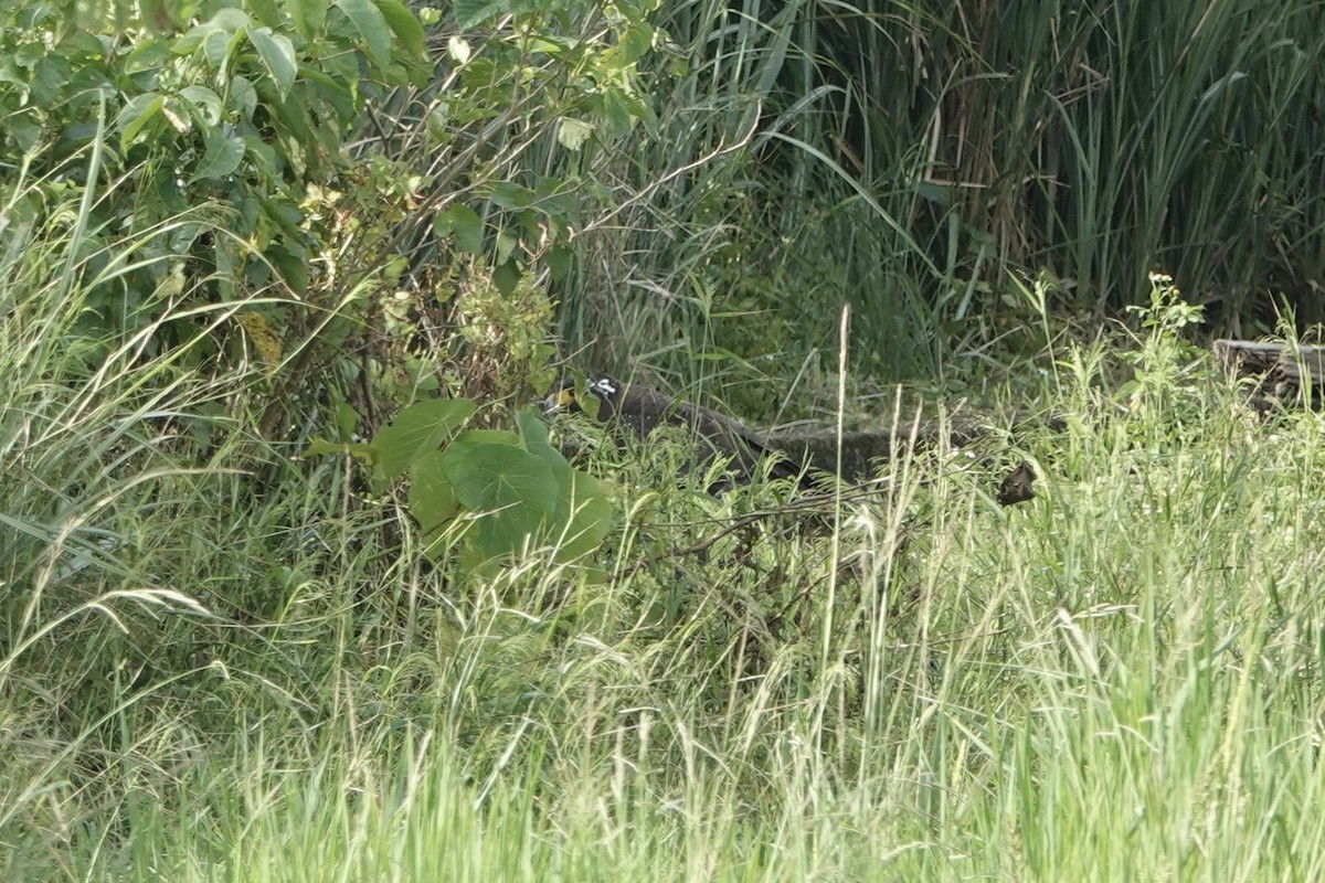 大冠鷲 - ML644571211