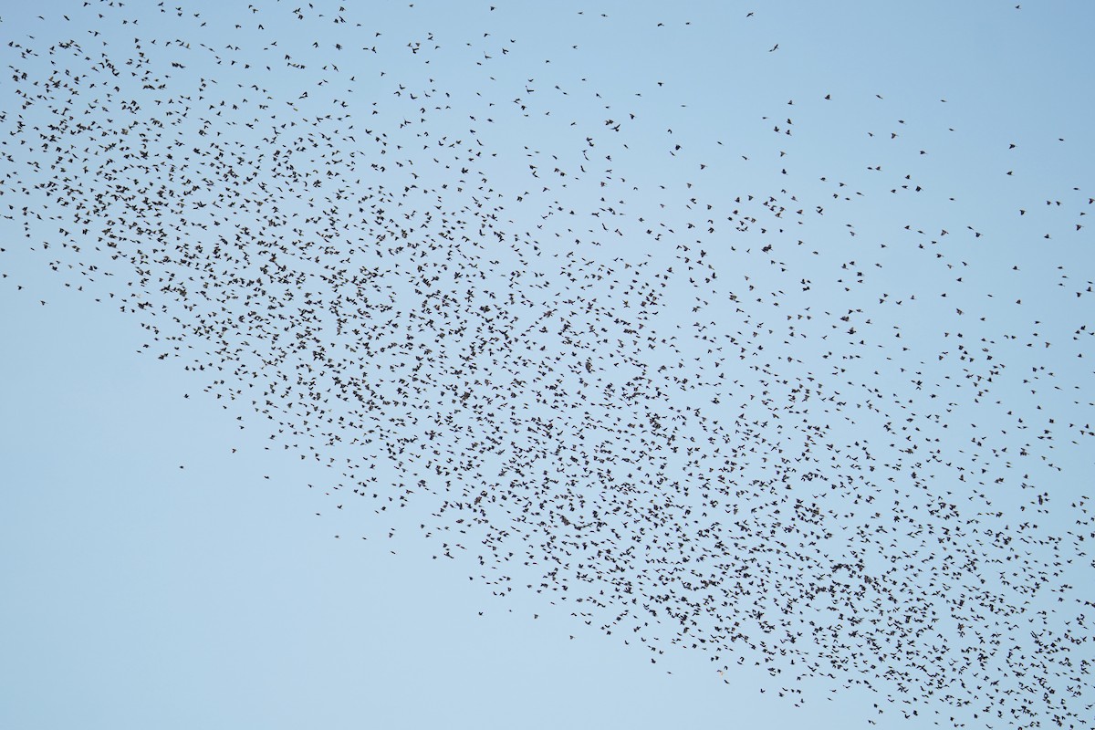 Quiscale bronzé - ML644571212