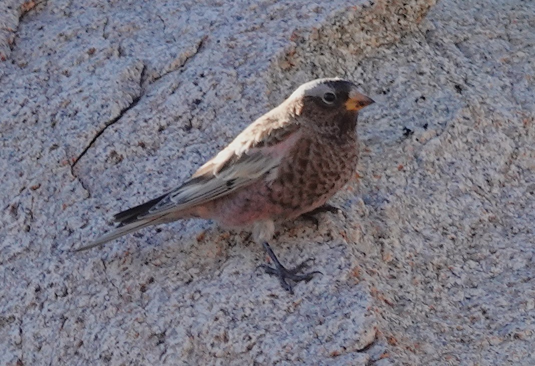 Pinzón Montano Nuquigrís - ML644571220