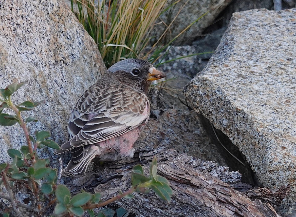 Pinzón Montano Nuquigrís - ML644571222