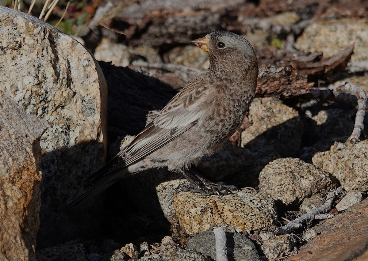 Pinzón Montano Nuquigrís - ML644571223