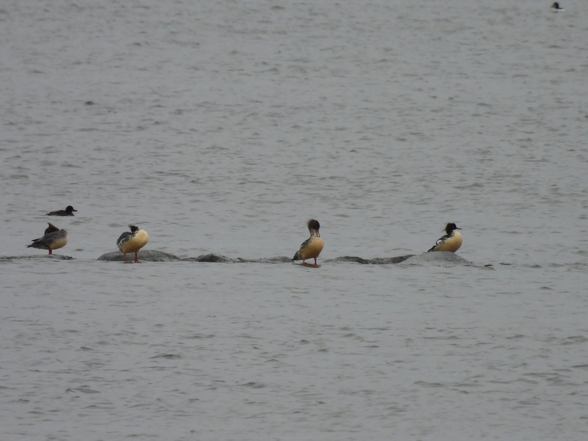 カワアイサ - ML644571224