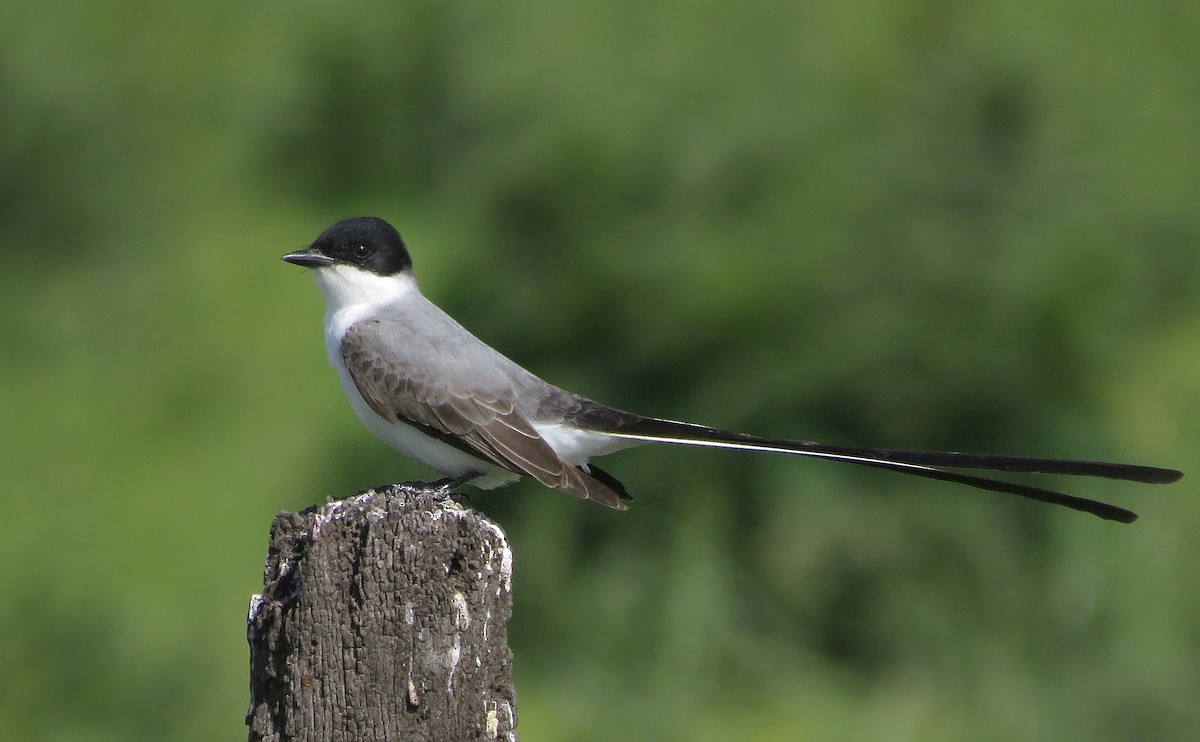 Fork-tailed Flycatcher - ML644571227