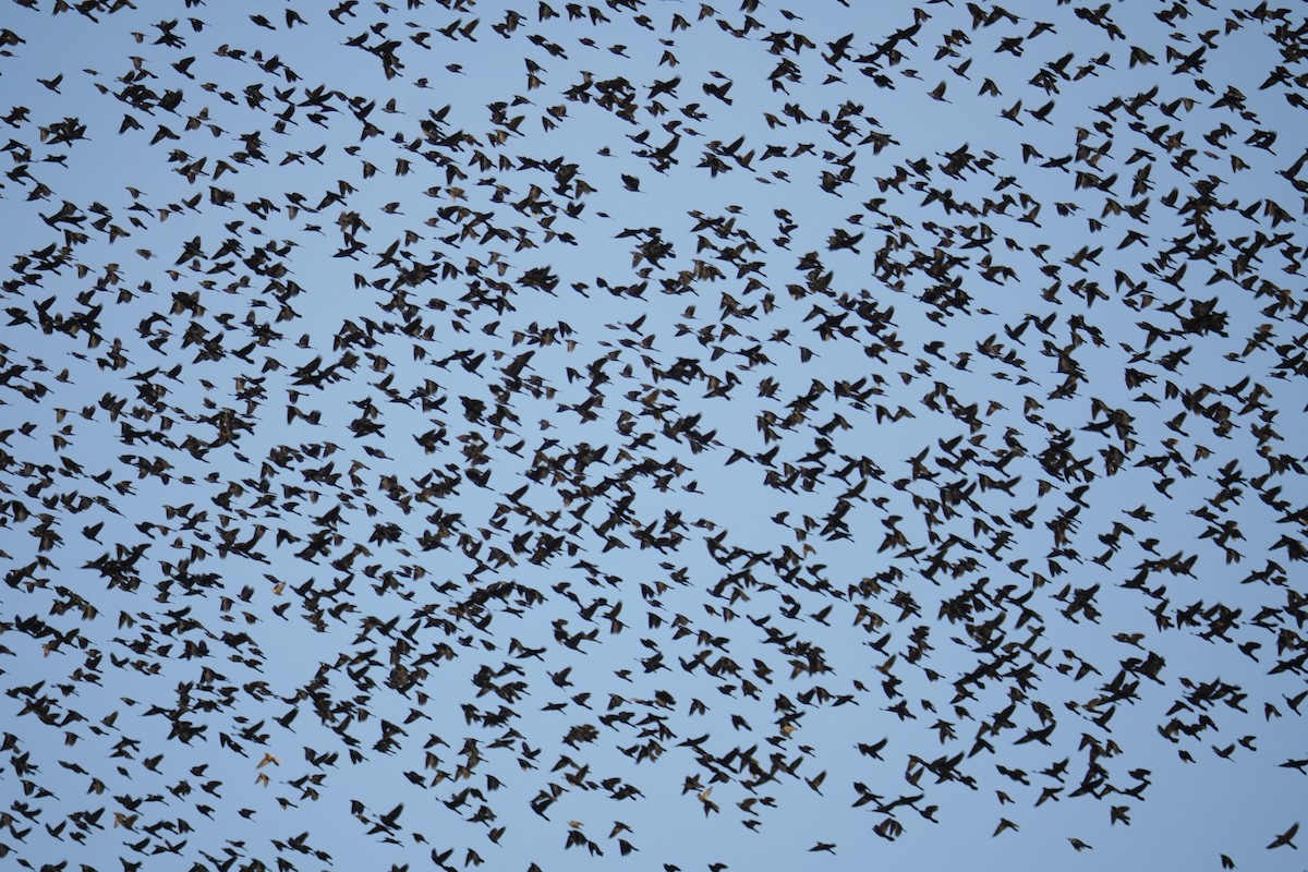 Quiscale bronzé - ML644571242