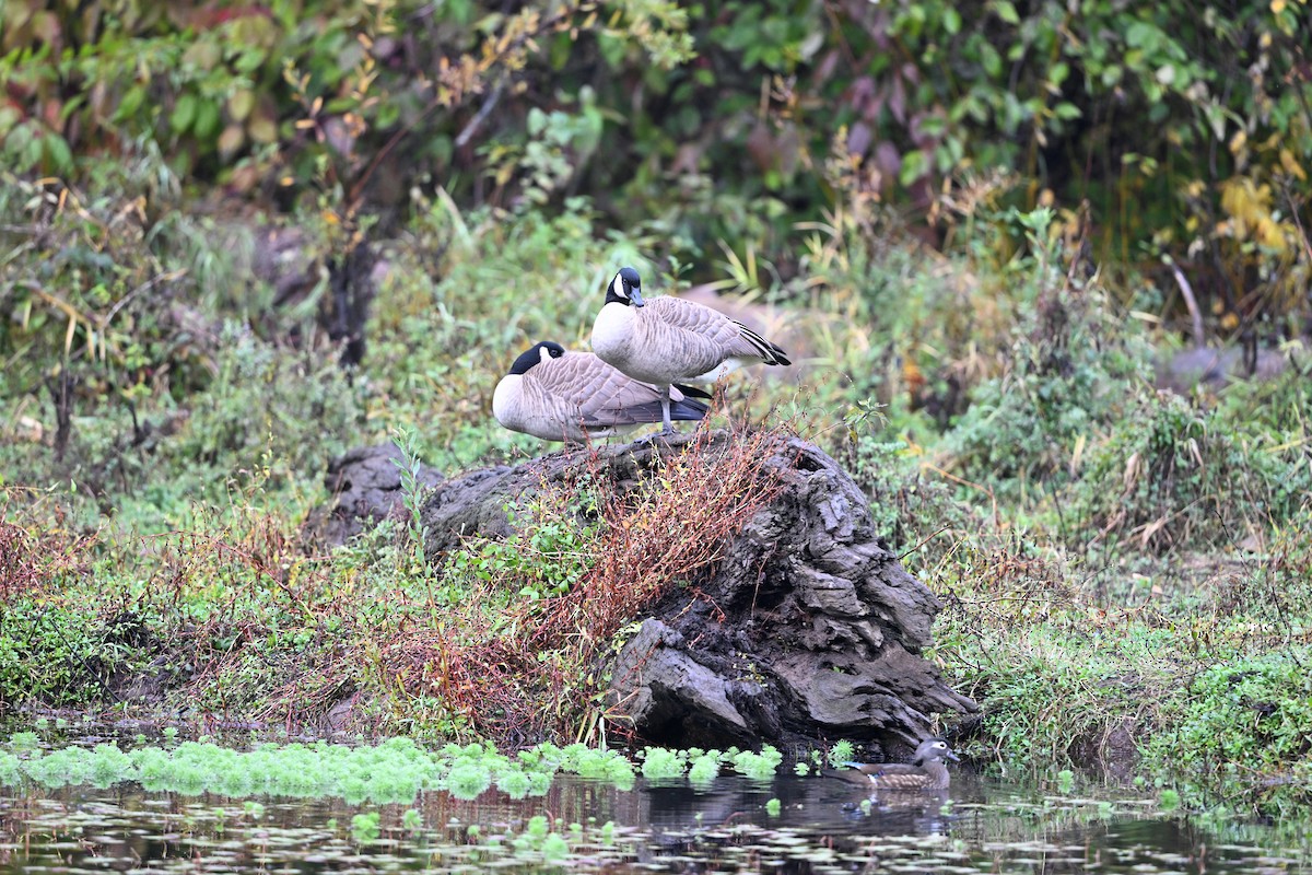 Казарка канадська - ML644571248