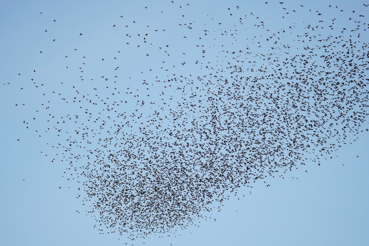 Quiscale bronzé - ML644571252