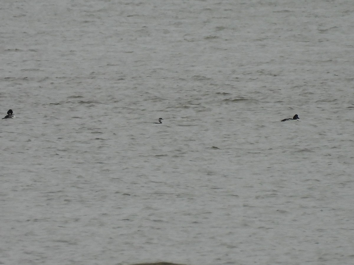 potápka žlutorohá - ML644571253