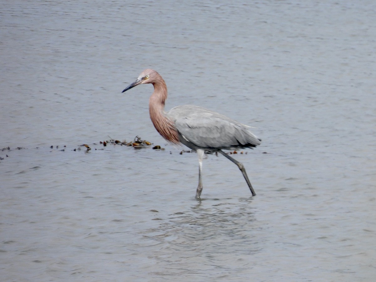 Reddish Egret - ML644571254