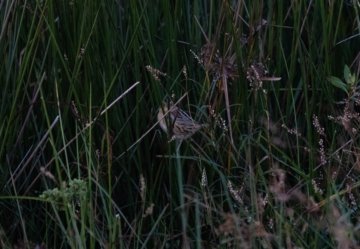 LeConte's Sparrow - ML644571257