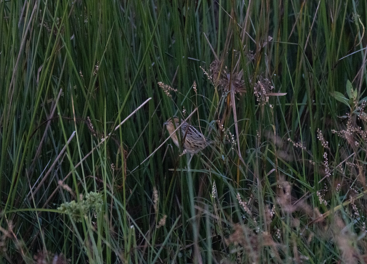 LeConte's Sparrow - ML644571258