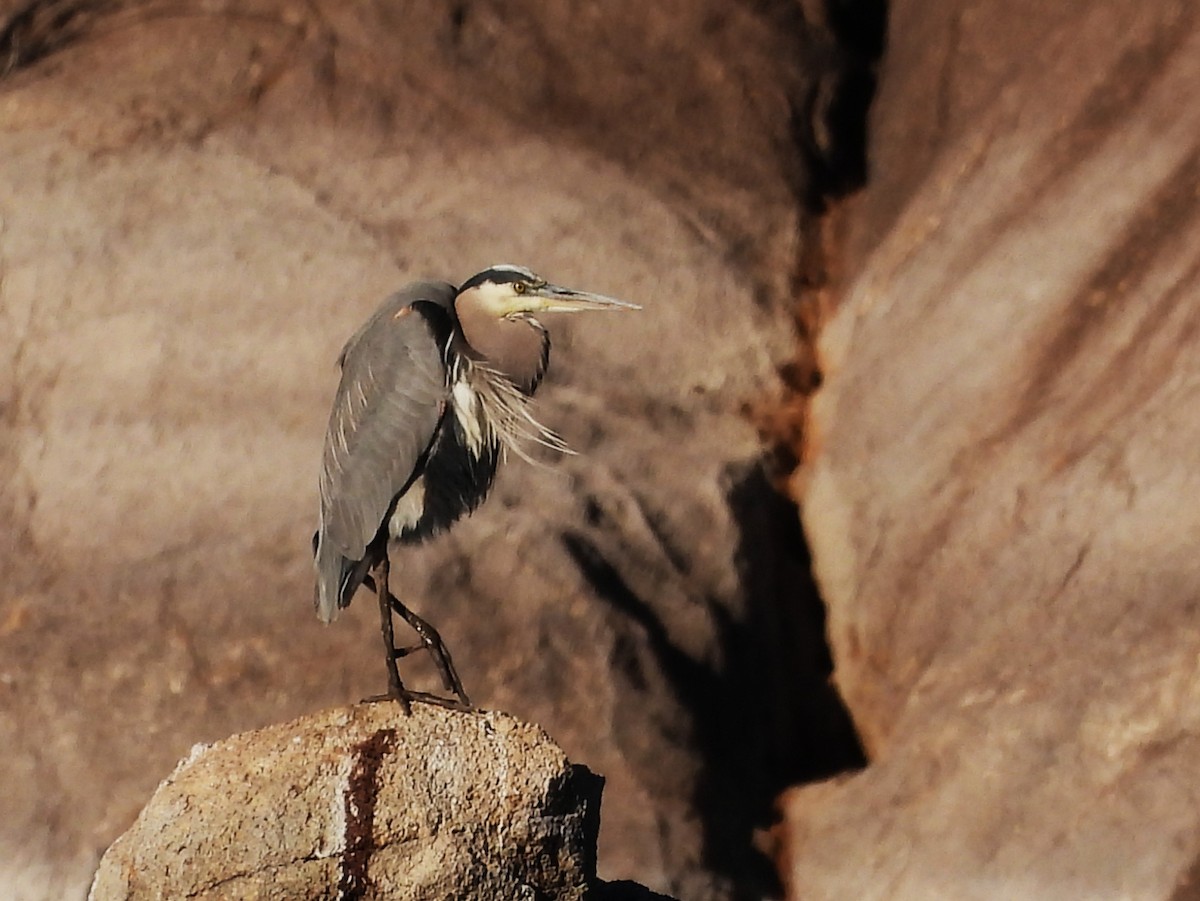 Great Blue Heron - ML644571260