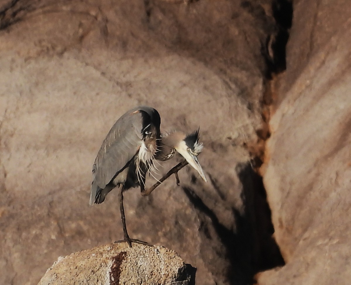 Great Blue Heron - ML644571261