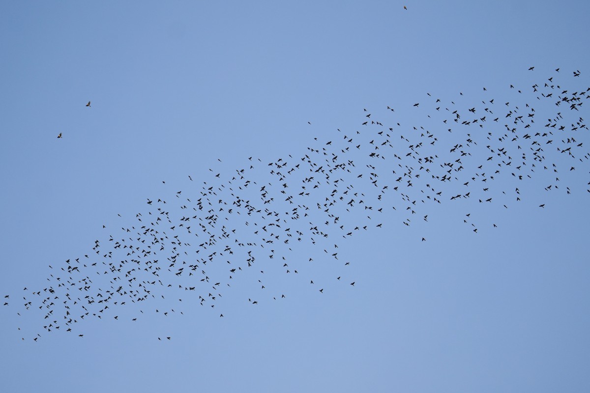 Quiscale bronzé - ML644571268