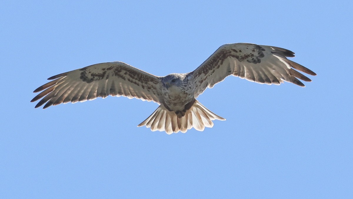 Ferruginous Hawk - ML644571301