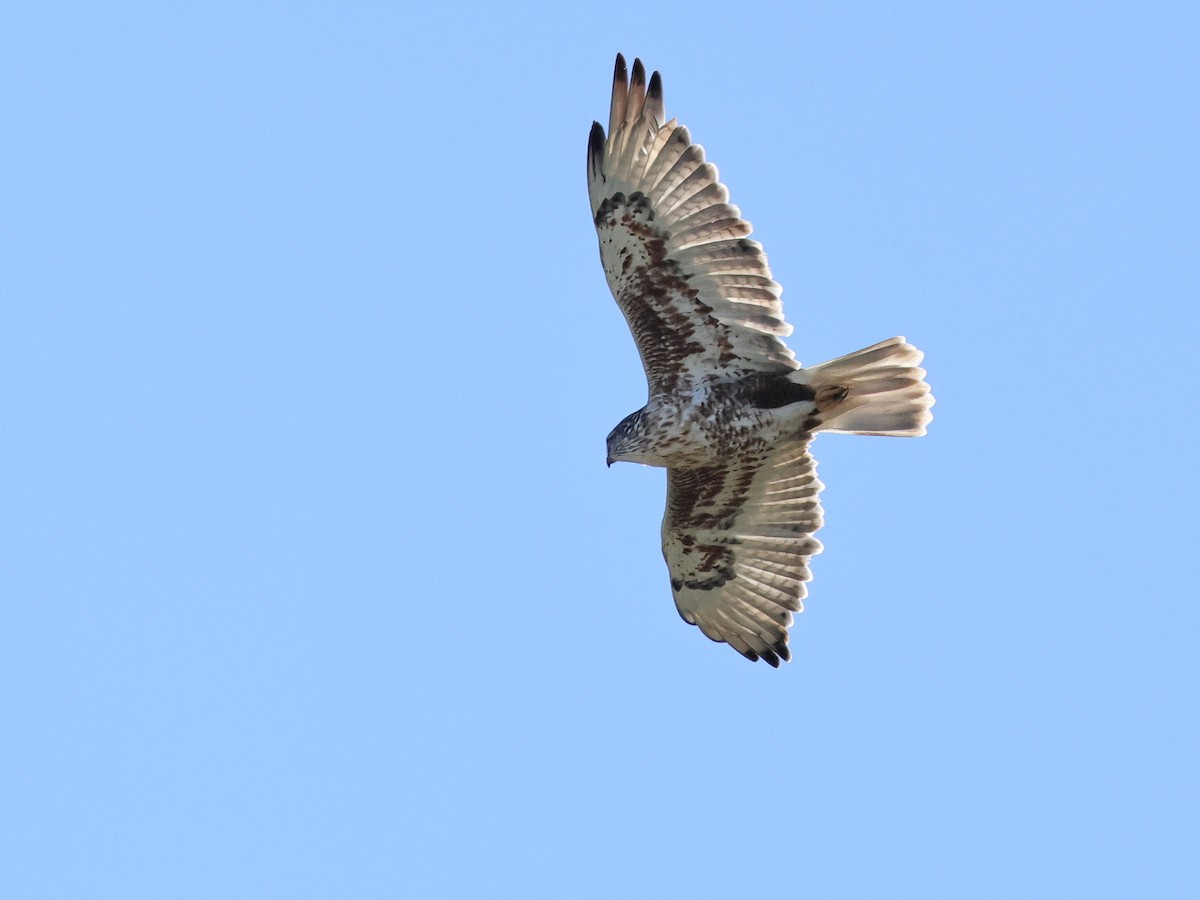 Ferruginous Hawk - ML644571303