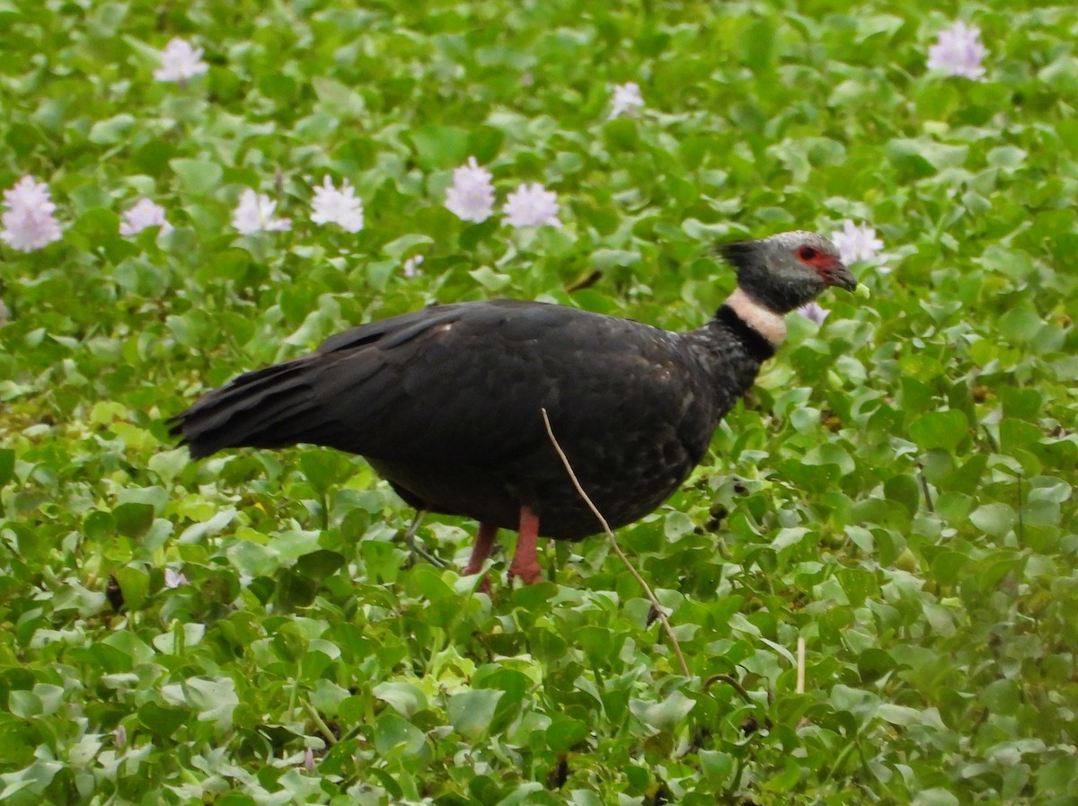 Southern Screamer - ML644571304