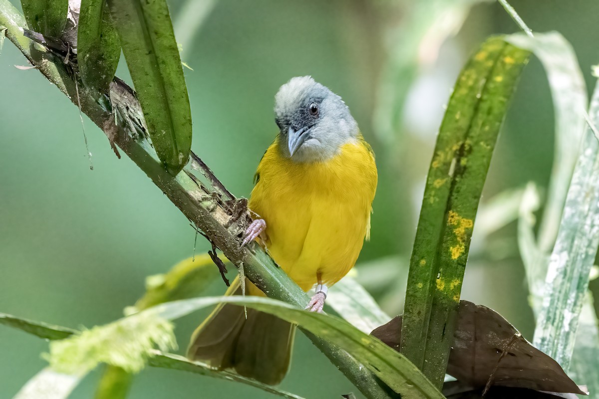 gråhodetanagar - ML644571309