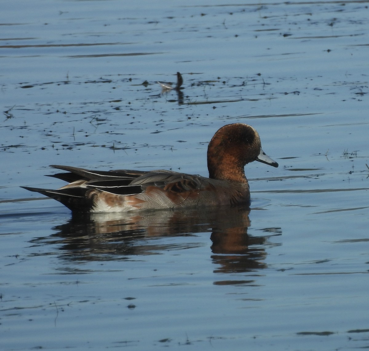 Eurasian x American Wigeon (hybrid) - ML644571313