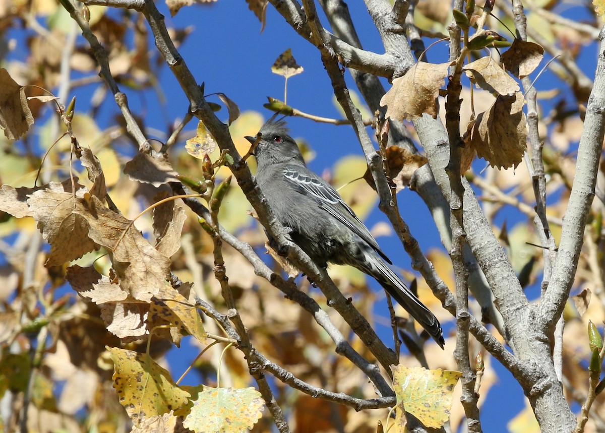 Phainopepla - ML644571316