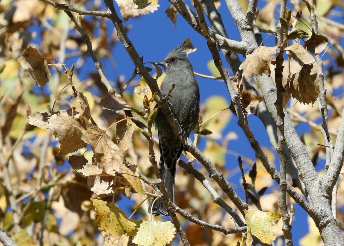 Phainopepla - ML644571317