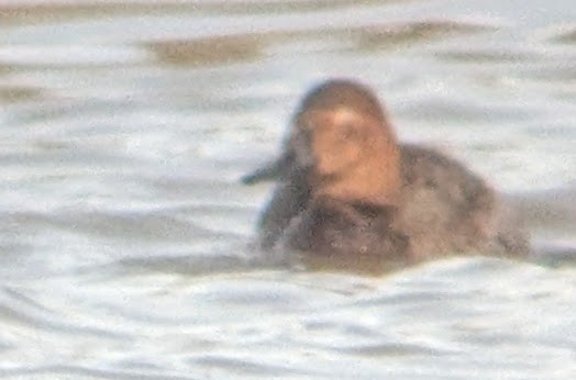 Porrón Coacoxtle - ML644571330