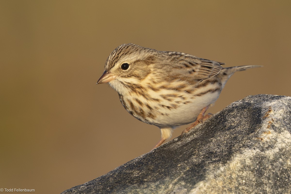 Savannah Sparrow (Ipswich) - ML644571331