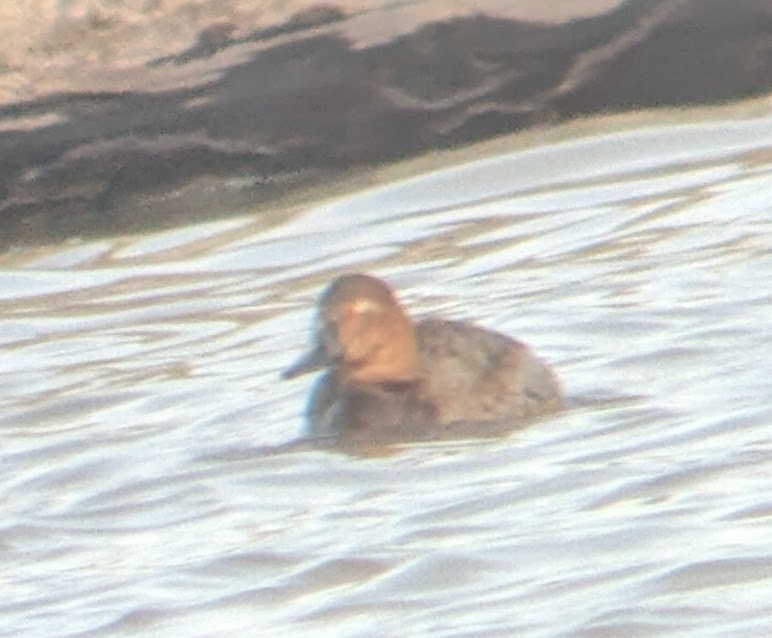 Porrón Coacoxtle - ML644571333