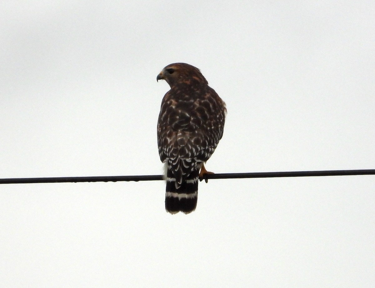 Red-shouldered Hawk - ML644571335
